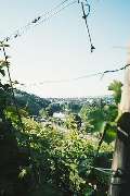 Weingut der Stadt Stuttgart - GALLERY