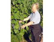 Weingut Geiger Gebr. jun. - GALLERY