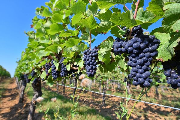 Weingut H. J. Ernst - GALLERY