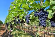 Weingut H. J. Ernst - GALLERY