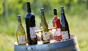 Weingut Karl Wegner - GALLERY