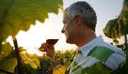 Weingut Karl Wegner - GALLERY
