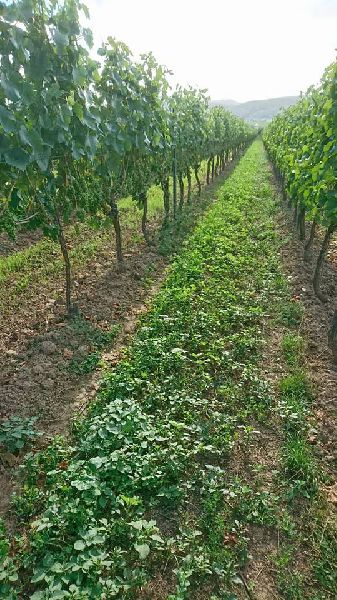 Weingut Markus Schädler - GALLERY