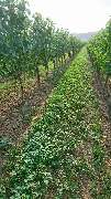 Weingut Markus Schädler - GALLERY