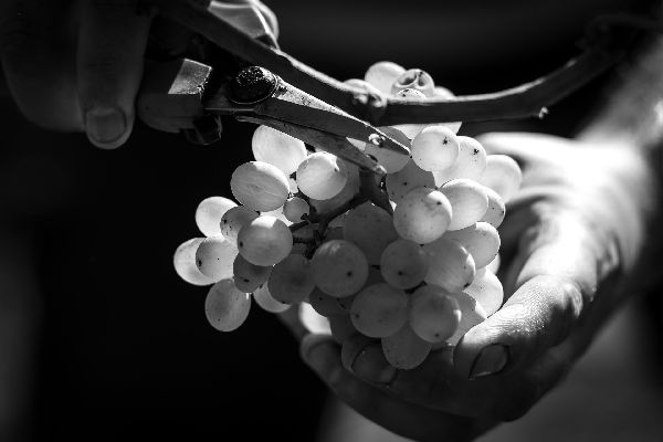 Weingut Philipp - GALLERY