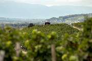 Weingut Röschard - Weingut