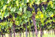 Weingut Röschard - Weinverkostungen