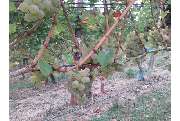 Weingut Scherer - GALLERY