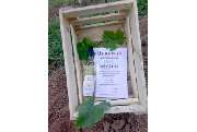 Weingut Scherer - GALLERY