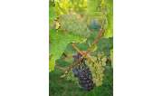 Weingut Scherer - GALLERY