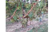 Weingut Scherer - GALLERY