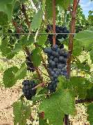 Weingut Weyer - Mörstadt - GALLERY