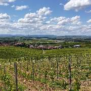 Weinhaus Uhl - GALLERY