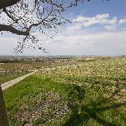 Weinhaus Uhl - GALLERY