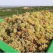 Weinhaus Uhl - GALLERY