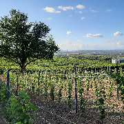 Weinhaus Uhl - GALLERY