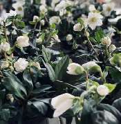 Weinheimer Blumenhaus - GALLERY