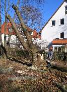 Werner Anderlik Garten- und Landschaftsbau GmbH - Während einer Baumfällung_Werner Anderlik Garten- und Landschaftsbau