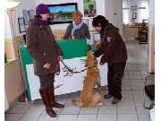 Werner Hundeinternat Antonienwald - GALLERY