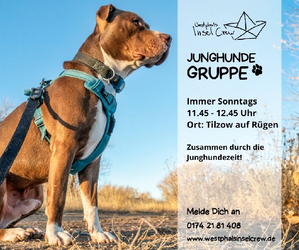 Westphals Insel Crew - Junghundegruppe auf Rügen