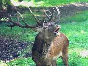 Wildpark Eekholt KG - GALLERY