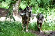 Wildpark Eekholt KG - GALLERY