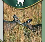 Wildprofi Jagdbetrieb GbR - Wildhandel - Wildfleisch - GALLERY