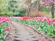 Wilms Garten- und Landschaftsbau - GALLERY