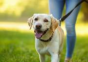 Wind im Fell Hundetraining im Norden UG (haftungsbeschränkt) - GALLERY