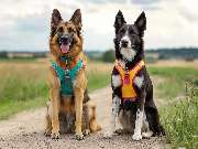 Wind im Fell Hundetraining im Norden UG (haftungsbeschränkt) - GALLERY
