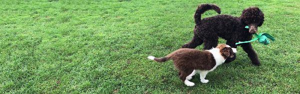 Wolfis-Dog-Team - GALLERY