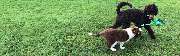Wolfis-Dog-Team - GALLERY