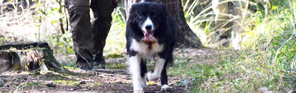 Wolfis-Dog-Team - GALLERY