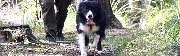 Wolfis-Dog-Team - GALLERY