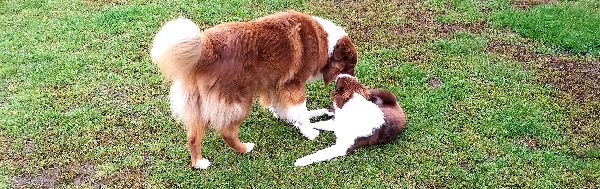 Wolfis-Dog-Team - GALLERY