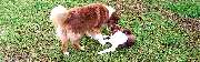 Wolfis-Dog-Team - GALLERY
