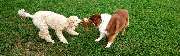 Wolfis-Dog-Team - GALLERY