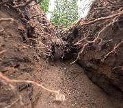 Woodfellows Baumfällung & Baumpflege Neumarkt - Woodfellows Baumfällung & Baumpflege
Beerenweg 5 92318 Neumarkt in der Oberpfalz
Telefon: 01573 8265753
E-Mail: baumpflege@woodfellows.de