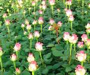 Wosch GbR Blumen & Pflanzencenter - GALLERY