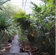 Wosch GbR Blumen & Pflanzencenter - GALLERY