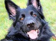 Zois Hundeschule - GALLERY