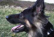 Zois Hundeschule - GALLERY