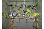 ZOO PHOENIX Silvia Gust - GALLERY