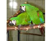 ZOO PHOENIX Silvia Gust - GALLERY