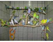 ZOO PHOENIX Silvia Gust - GALLERY