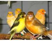 ZOO PHOENIX Silvia Gust - GALLERY