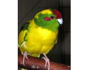 ZOO PHOENIX Silvia Gust - GALLERY